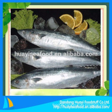 good quality frozen mackerel hot-selling with competitive price